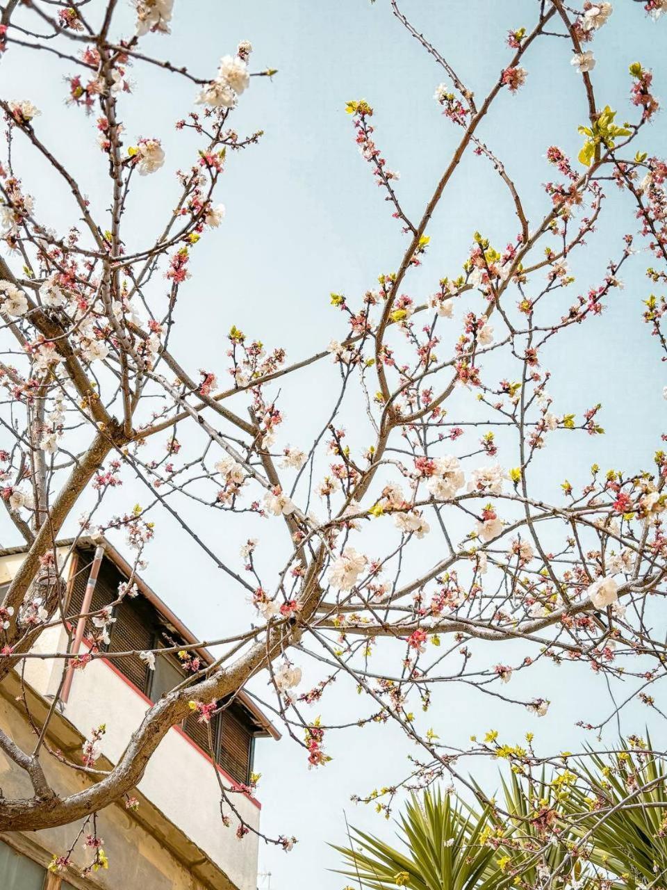 Villa Magnolia Con Giardino Bari Zewnętrze zdjęcie
